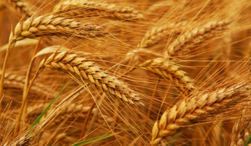 Тернопольская область окончила посев зерновых