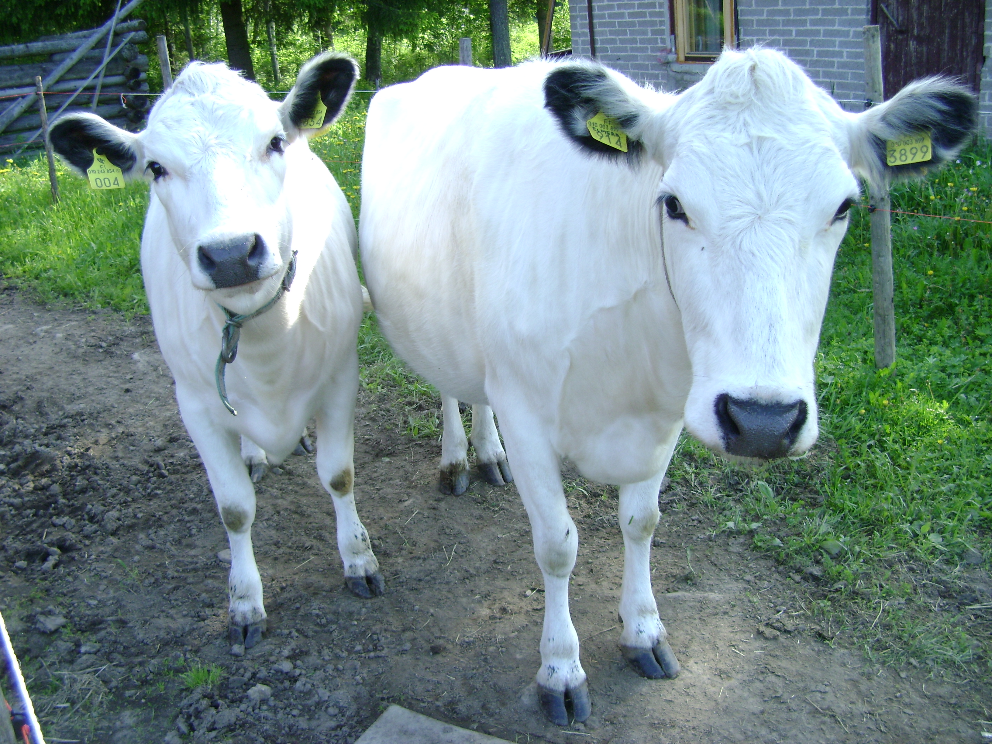 Финны намерены возродить популяцию редких лапландских коров