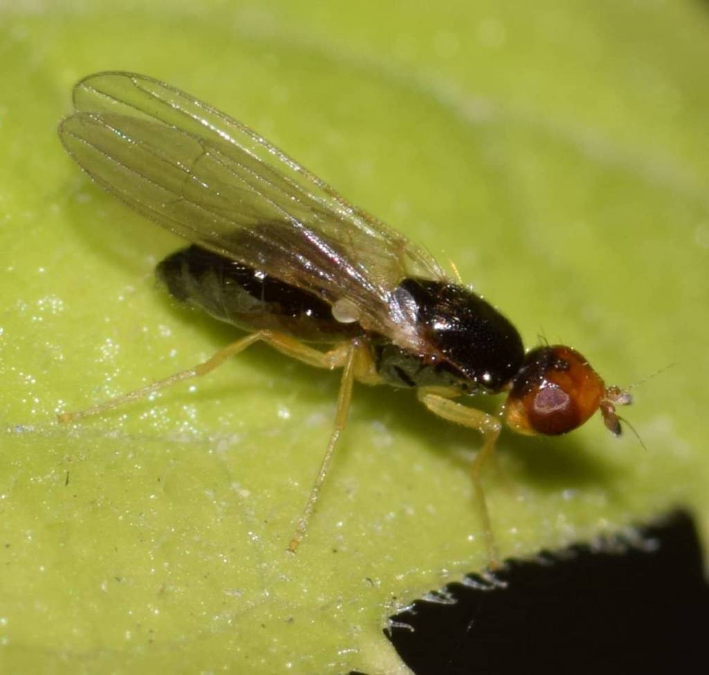 Морковная муха. Как защитить посевы от вредителя