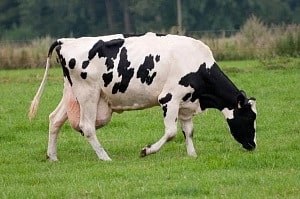Послеродовый парез коров