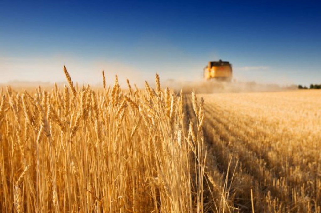 Понад мільйон тонн українського зерна нового врожаю вже зібрано