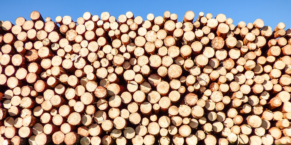 Предприятия Гослесагентства не смогут вывозить украинский лес за границу под видом обычных дров