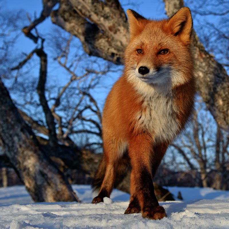 Розведення лисиць - забута галузь хутрового звірівництва