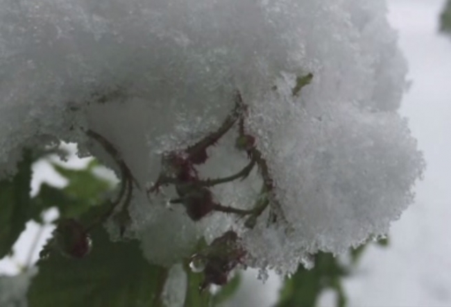 Снегопад в Восточной Европе уничтожил урожай