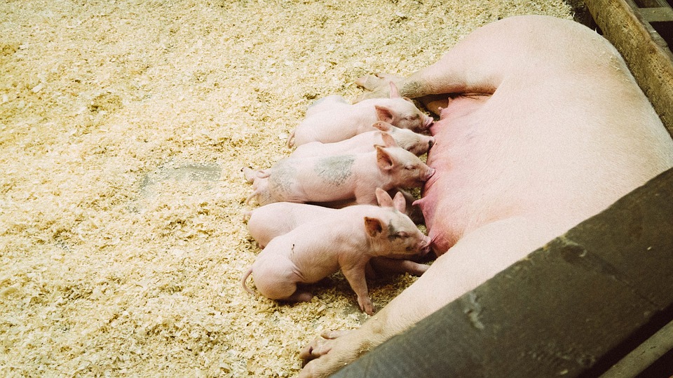 Поголовье свиней уменьшилось на 7,1% 