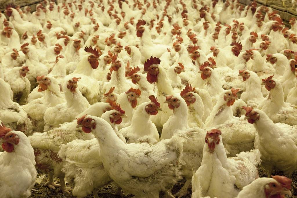 АМКУ предостерегает от создания искусственного дефицита курятины