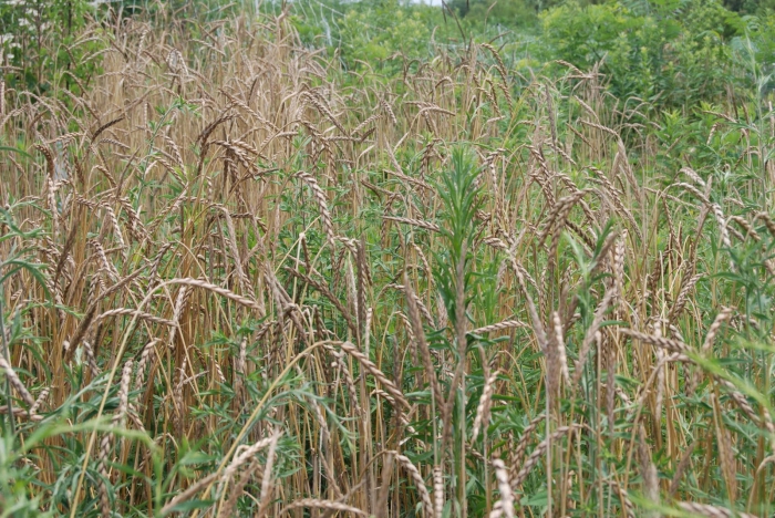 Особенности питания сорняка и озимой пшеницы