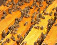 Продам бджолопакети в великій кількості!