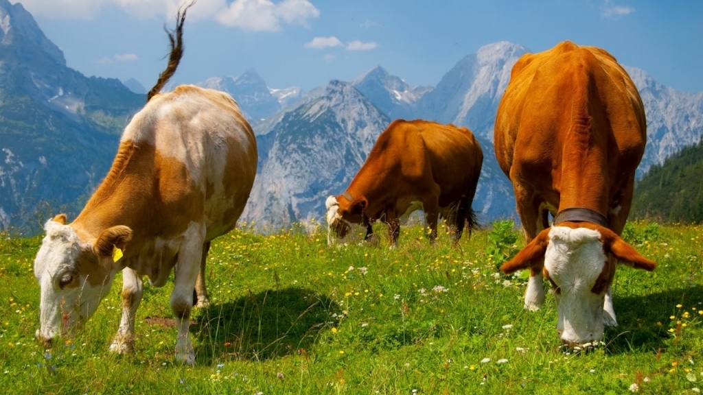 Украина удвоила ввоз чистопородного племенного скота
