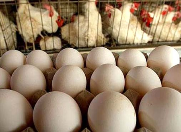 Экспорт украинских яиц в 2017 году  увеличился в 1,5 раза 