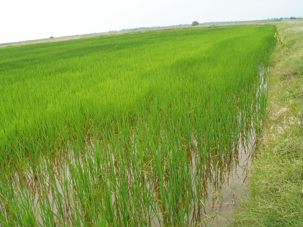 Новый рисовый штамм позволит фермерам самостоятельно выбирать время созревания урожая