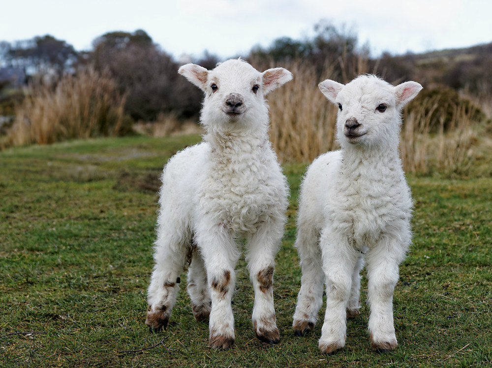 Интересности: 12 фактов об овцах