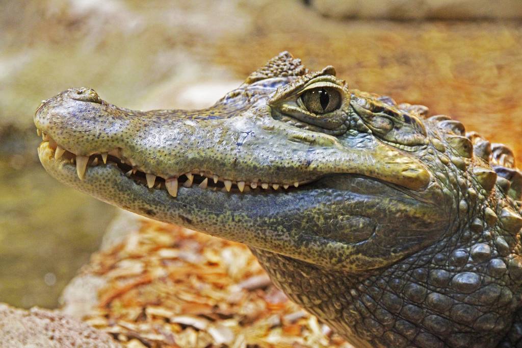 Крокодилы, страусы, улитки: почем кулинарная экзотика