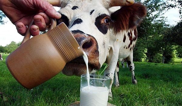 Палочкам в молоке не место: правда о туберкулезе коров