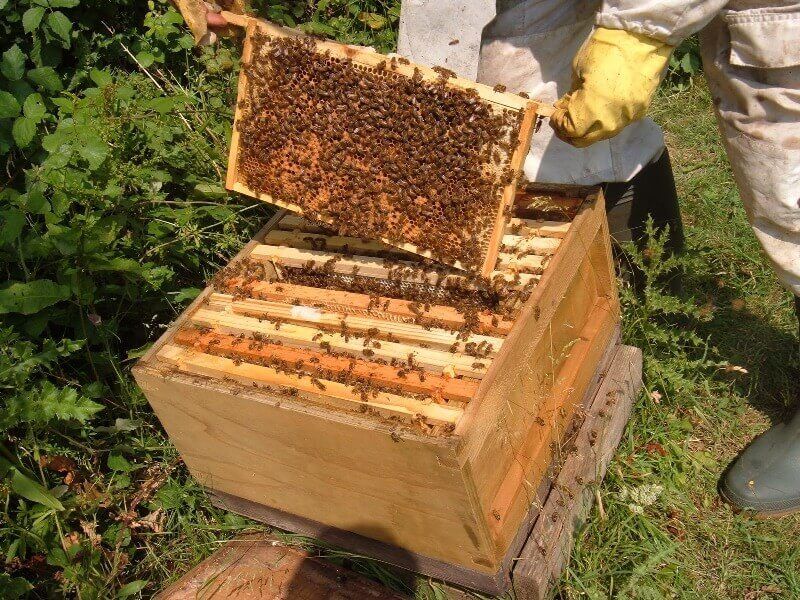 Заболевание пчелиных личинок гнилец, его симптомы, методы устранения и профилактики