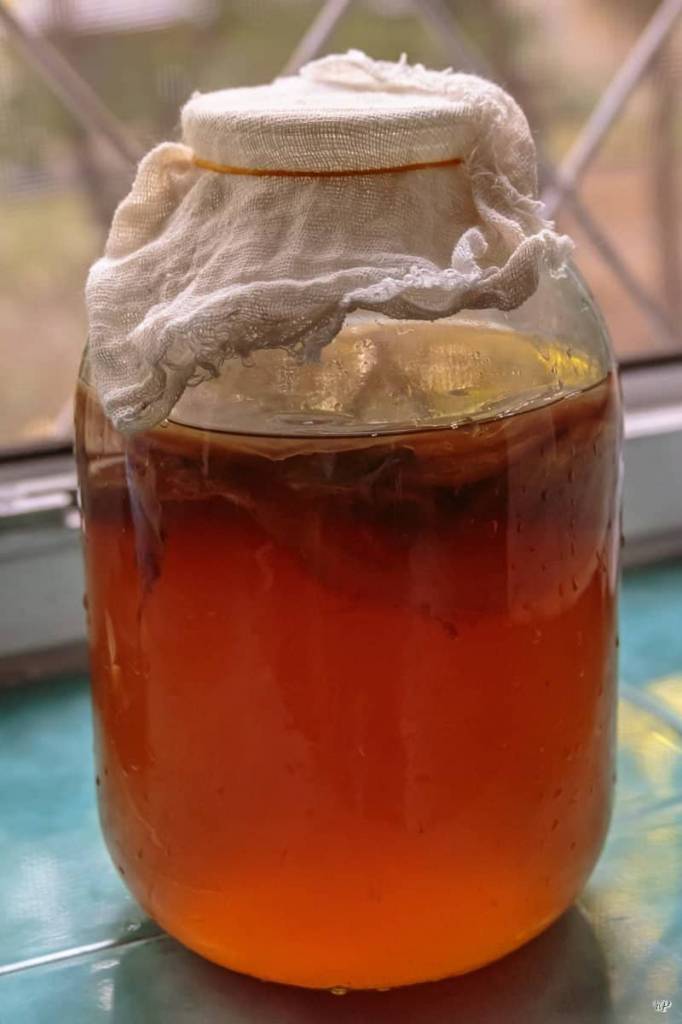Уход за чайным грибом в домашних условиях для начинающих пошагово с фото
