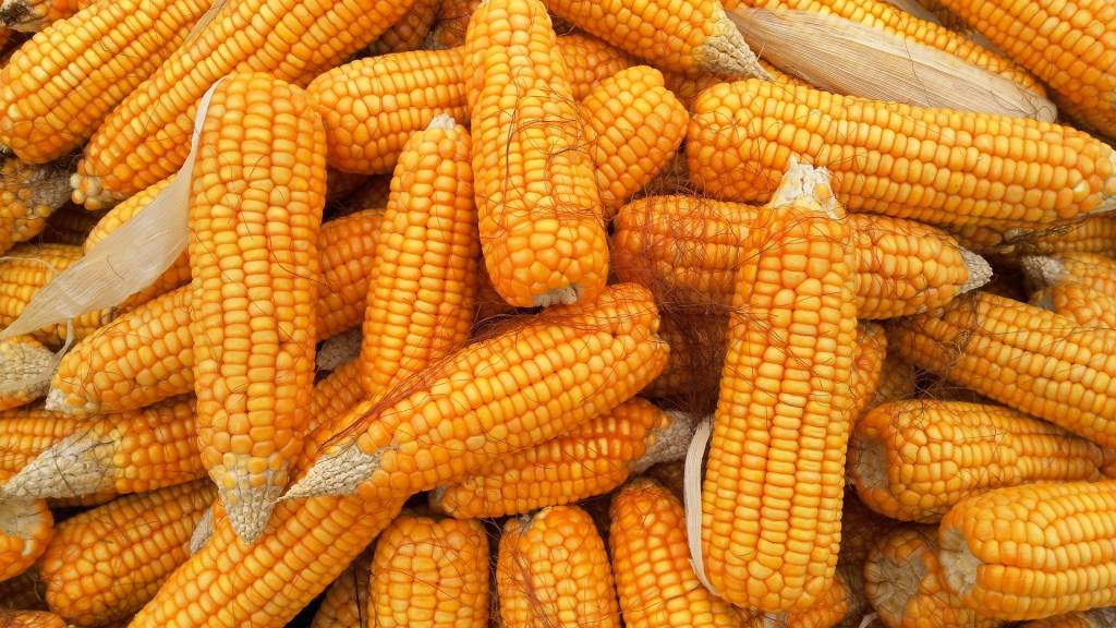Полтавщина – лидер по уборке урожая кукурузы