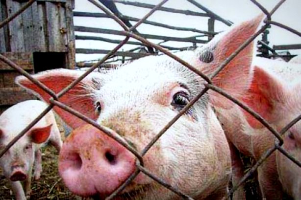 Беларусь ввела запрет на ввоз свинины из Крыма