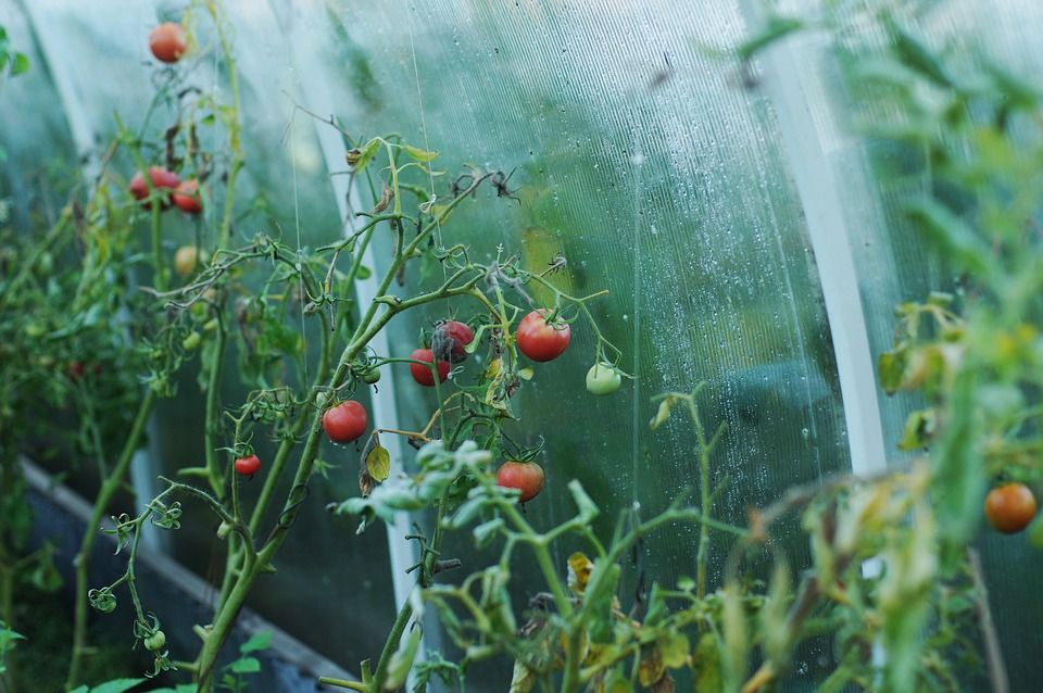 В 60% промышленных теплиц Украины выращивают томаты