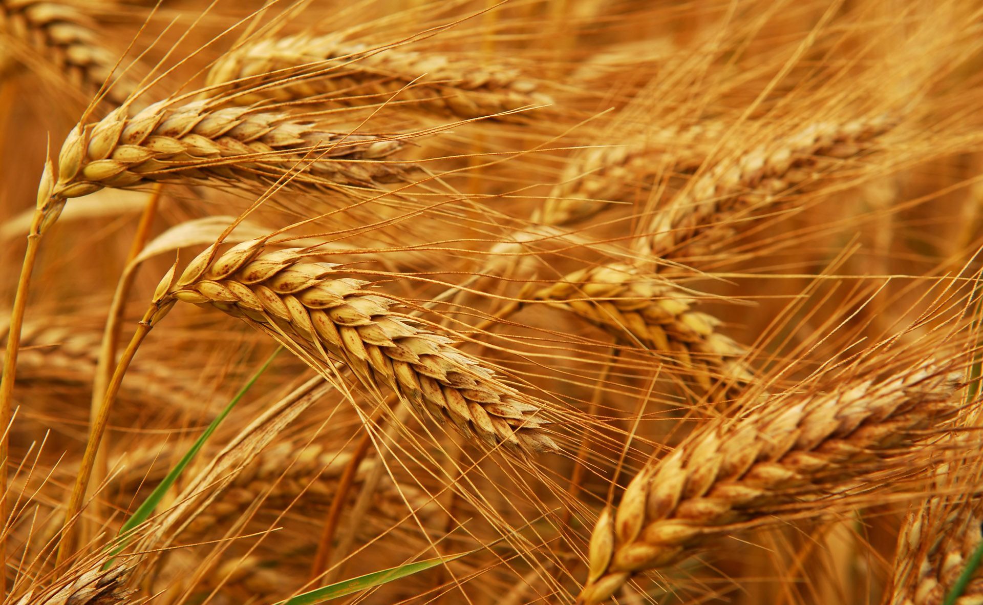 Новозеландский фермер побил мировой рекорд по урожайности пшеницы