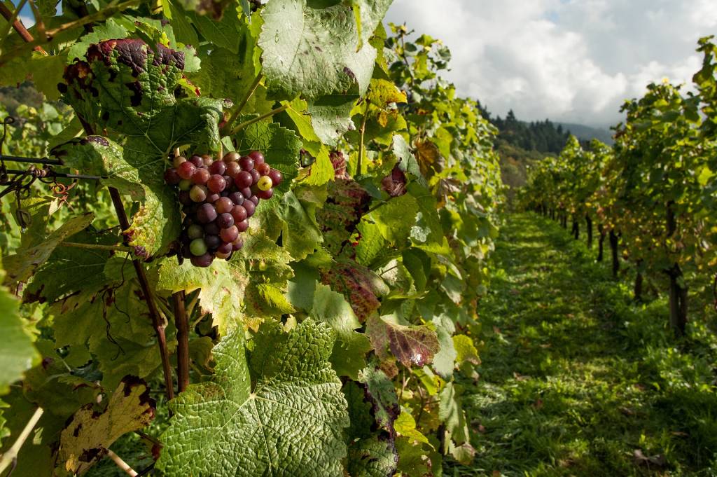 Владелец сада или виноградника сможет получить до 60 миллионов гривен господдержки