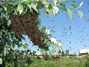 Як упіймати бджолиний рій