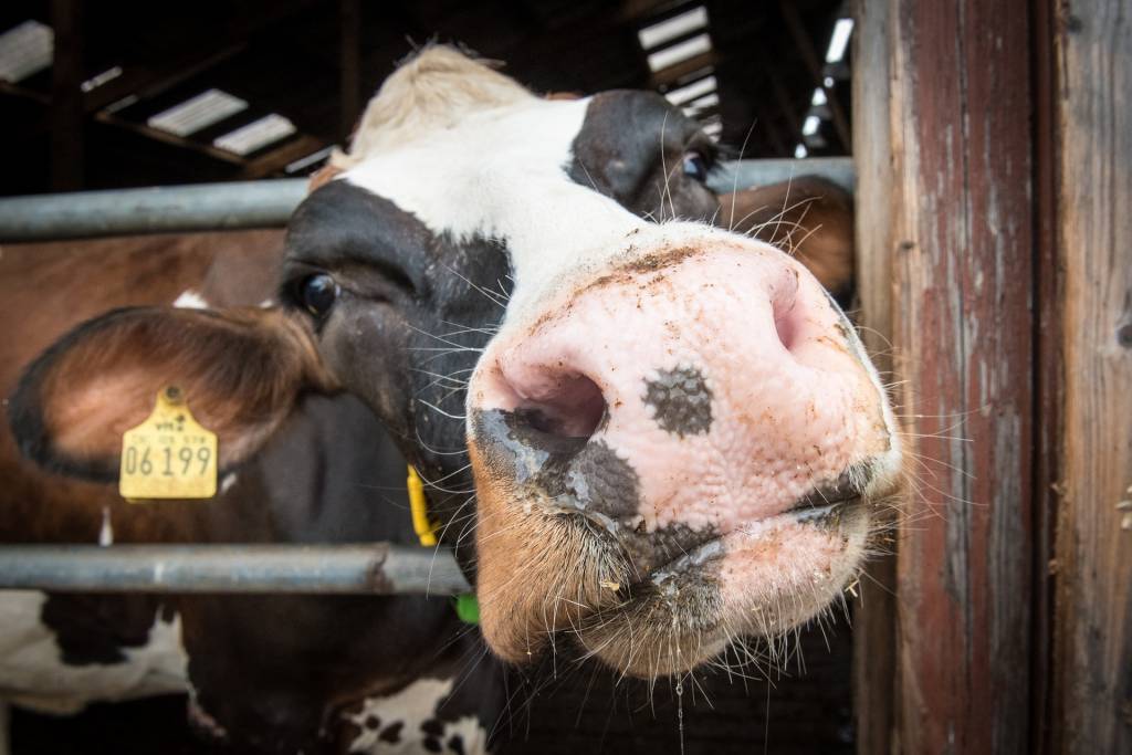 Фермеры-владельцы коров получили 35 миллионов гривен дотации