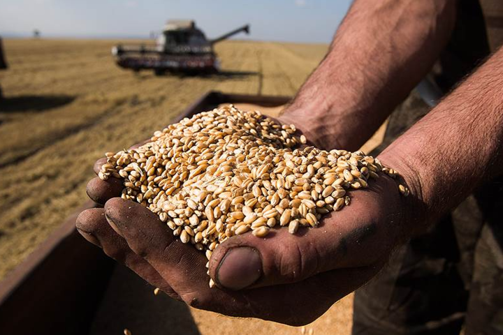 Украинские аграрии собрали рекордный урожай ранних зерновых