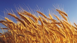 Таиланд стал лидером по закупкам украинской пшеницы