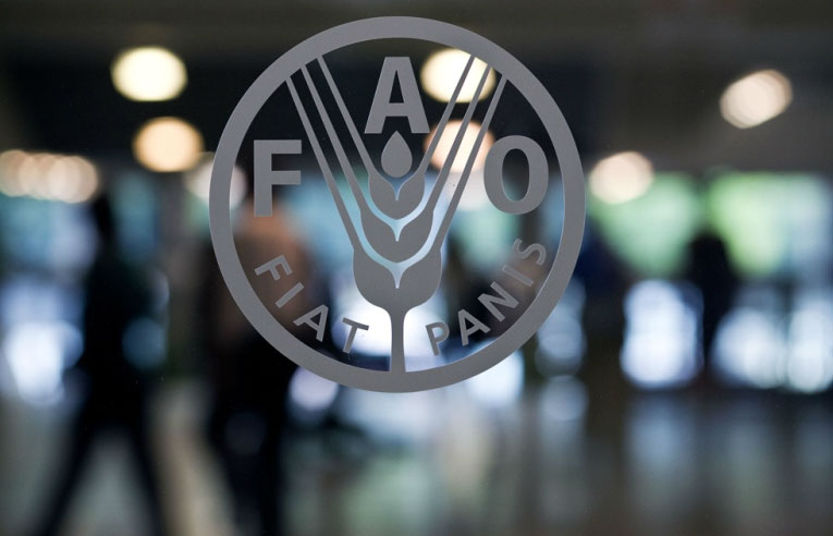 FAO: В 2015-2016 году мировое производство зерновых будет на высоком уровне 