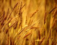 Куплю кукурузу, сою, пшеницу Полтавская область