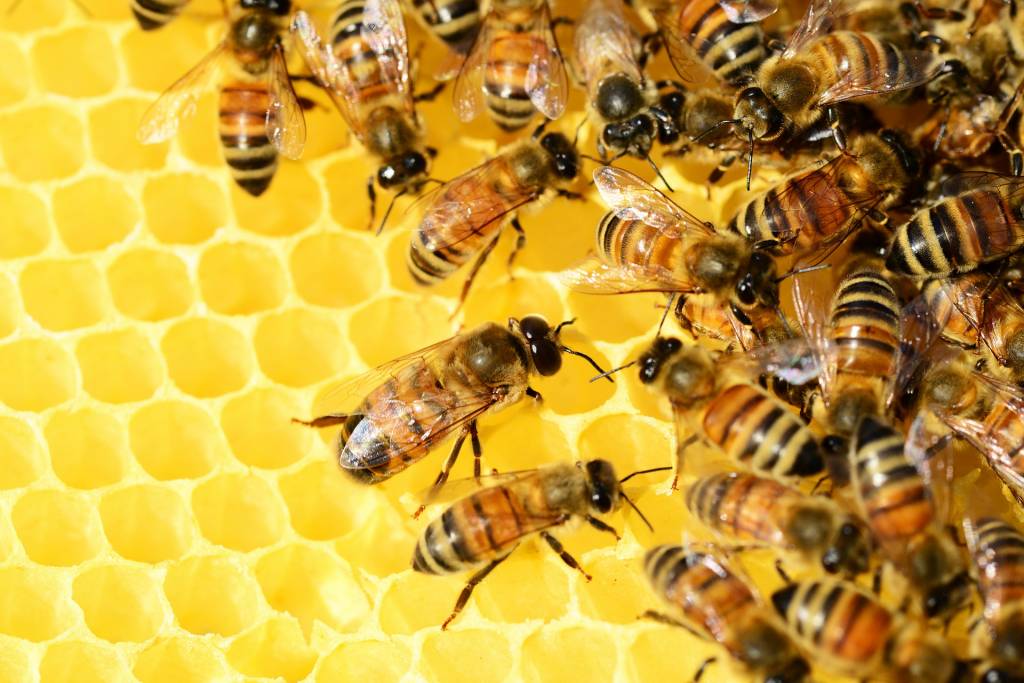 Украинские пчеловоды впервые получат государственную поддержку