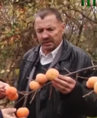 Закарпатский фермер выращивает хурму, которая выдерживает 36-градусные морозы