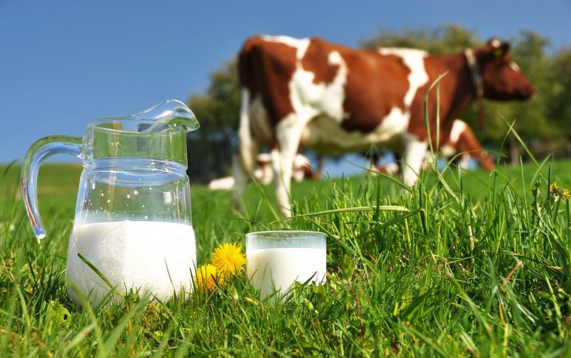 Полтавская область – лидер по реализации молока