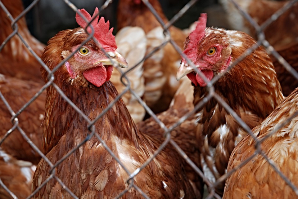 Евросоюз запретил импорт птицеводческой продукции из Украины 