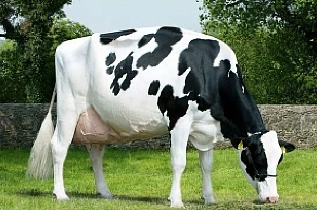 Як вибирати молочну корову