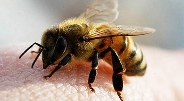 Пчелиный яд. Польза и вред (Первая часть)