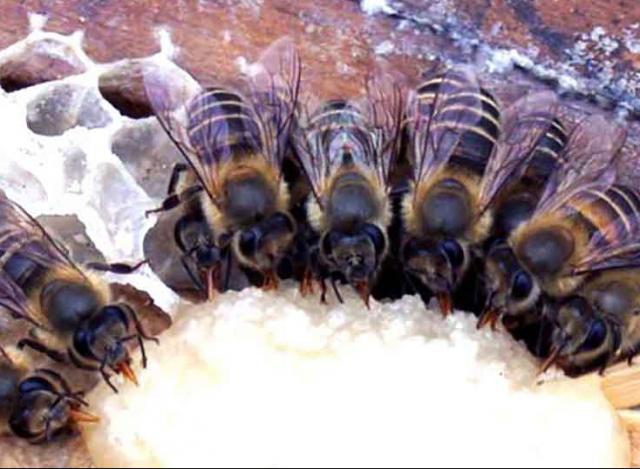 Причины плохой и хорошей зимовки пчёл