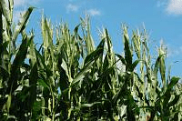 Технологія вирощування кукурудзи