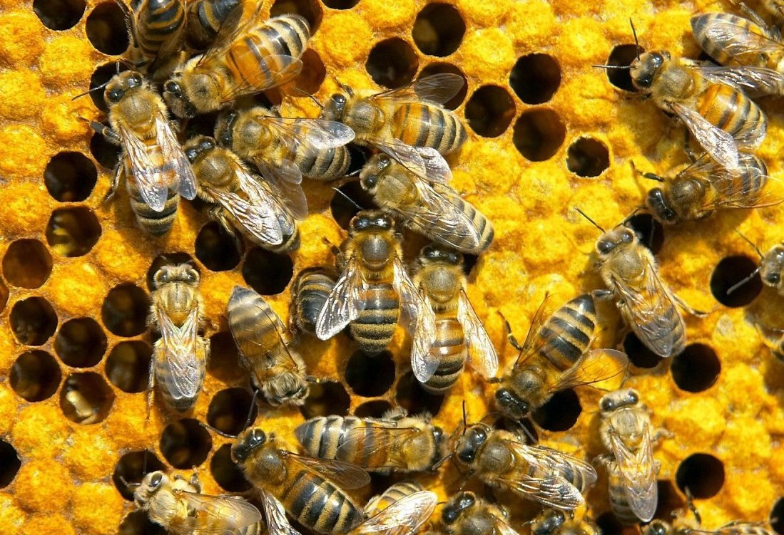 В Эстонии массово гибнут пчелы