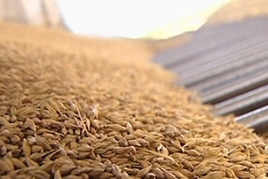 Экспортировано 36,5 млн. тонн зерна