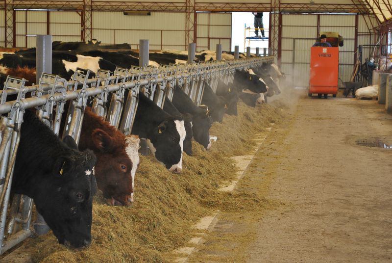 В запорожской области создано 10 новых семейных молочных мини-ферм
