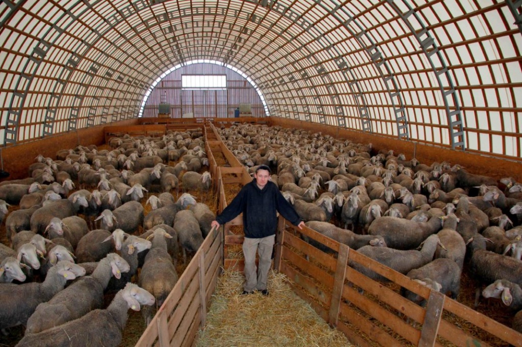 В крупнейшем овцеводческом хозяйстве Украины -  3500 овец