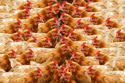 Экспорт мясопродукции увеличился на 21% в результате роста зарубежных поставок мяса птицы