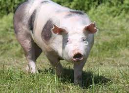 Макстер порода свиней: описание, характеристики, содержание и отзывы