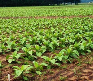 Особенности выращивания и применения табака на огороде