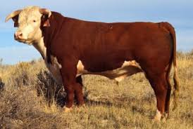 Куплю биків в не обмеженій кількості биків за 400 кг дорого