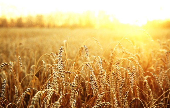 Французская пшеница не выдержала украинского лета
