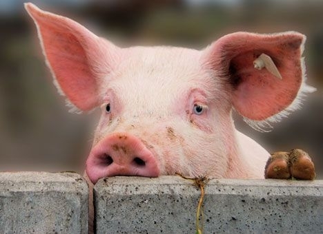 В Украине поголовье свиней за год уменьшилось более чем на полмиллиона