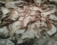 Білі сушені гриби